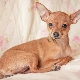 Chihuahua: n ja leloterrieriin välinen risti: ominaisuudet, kuvaus hahmosta ja sisällöstä