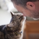 Котките разбират ли човешката реч и как тя се изразява?