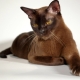 Rase populare de pisici brune și pisici