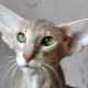 سلالات القطط ذات الأذنين الكبيرة