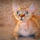 Raças de gatos com olhos grandes