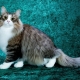 Пухкави котки: най-добрите породи и характеристики на грижата за тях