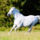 Odrody a vlastnosti jazdy koňa