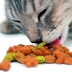 تصنيف تغذية القط