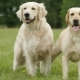 Retriever dan Labrador: apa perbezaannya?