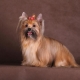 Russian Salon Dog: race beskrivelse og pleje funktioner