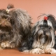Perros falderos de color ruso: características, temperamento, elección y cuidado