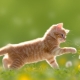 Червени котки: как се държат и какви са?