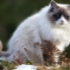 القطط الرمادية البيضاء: وصف للمظهر والسلوك