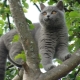 Grå katter: karakter og finesser av stell