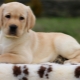 Labrador-Welpen nach 2 Monaten: Eigenschaften und Inhalt