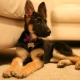 Anak anjing Jerman Shepherd pada 4 bulan: bagaimana rupa mereka dan bagaimana untuk menjaga mereka?