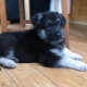 Anak anjing Gembala Jerman pada 2 bulan: perihalan, peraturan penjagaan dan pemakanan