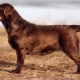 Chocolate Labrador: opis, osobine likova i najbolji nadimci