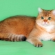 القطط الاسكتلندية ذات اللون الذهبي: خصائص وخصائص الرعاية
