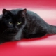 Kucing hitam Scotland