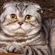 القطط الرخامية الاسكتلندية: ملامح اللون ، ووصف السلالة والبراعة من الاستمالة