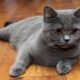 القطط الاسكتلندية المستقيمة: وصف السلالة وأنواع الألوان والمحتويات