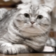Škotijos raukšlėtos katės: spalvos, pobūdis ir laikymo taisyklės