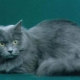 قطة سيبيريا زرقاء اللون