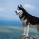 Siberia Husky: sejarah baka, bagaimana anjing melihat dan bagaimana untuk menjaga mereka?