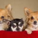 Câți ani trăiesc Chihuahuas și de ce depinde?