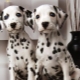How many years do Dalmatians live and what does it depend on?