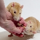 Quantos anos os ratos vivem e do que depende?