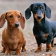 Qual a idade dos dachshunds e de que depende?