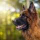 Wie viele deutsche Schäferhunde leben und wovon hängt es ab?