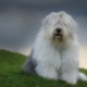 Perros Bobtail: una descripción de viejos pastores ingleses, los matices de su contenido