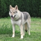Gossos tipus llop: descripció de la raça