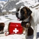 Cães de resgate: variedade de raças, recursos de treinamento