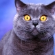 Списък на прякори за британски котки и котки