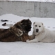 Vergleich von Alabaev und kaukasischen Schäferhunden