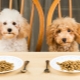 Суха храна за кучета: класове, критерии за подбор и правила за хранене