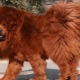 Chó ngao Tây Tạng: đặc điểm của giống, bí mật của giáo dục và chăm sóc