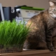 العشب للقطط: ما الذي يعجبهم وكيف يرفعونه؟