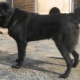 Cães pastor tuvan: descrição da raça e características de criação de cães