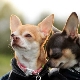 Chihuahua condiții și îngrijire