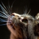 Котешки мустаци: как се наричат, какви са техните функции, могат ли да бъдат подрязани?