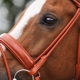 Bridles pre koňa: vybrané typy a jemnosti