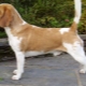 Variaciones de color de la raza Beagle