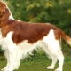 Welsh Springer Spaniel: описание на породата, правила за грижа