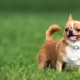Chihuahua paino kuukausittain