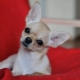 Arten von Farbe, Pflege und Training eines glatthaarigen Chihuahua