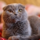 Котешки котки със сив цвят