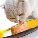 أغذية القطط الرطبة الممتازة: المكونات والعلامات التجارية والخيارات
