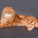 Penampilan, sifat dan kandungan kucing Scotland yang merah