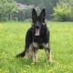 Dog Gembala Eropah Timur: Ciri-ciri dan Kandungan Baka